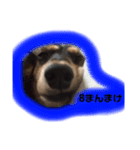 サンディ（しみず家）（個別スタンプ：6）