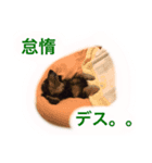 サンディ（しみず家）（個別スタンプ：7）