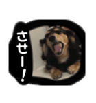 サンディ（しみず家）（個別スタンプ：8）