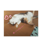 天愛来家（個別スタンプ：3）