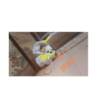 天愛来家（個別スタンプ：4）