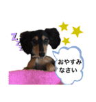 チームダックスwithそら（個別スタンプ：3）