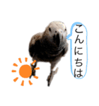 チームダックスwithそら（個別スタンプ：4）