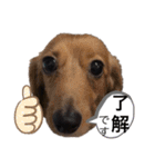 チームダックスwithそら（個別スタンプ：6）