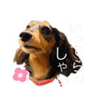 チームダックスwithそら（個別スタンプ：12）
