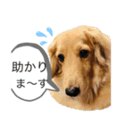 チームダックスwithそら（個別スタンプ：17）