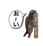 チームダックスwithそら（個別スタンプ：31）