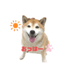 苺姫だよ（個別スタンプ：1）