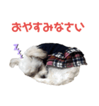 しろん（個別スタンプ：1）
