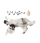 しろん（個別スタンプ：11）