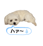 しろん（個別スタンプ：14）