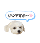 しろん（個別スタンプ：15）