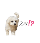 しろん（個別スタンプ：16）