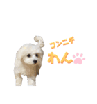 しろん（個別スタンプ：18）