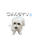 しろん（個別スタンプ：21）