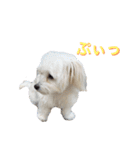 しろん（個別スタンプ：24）