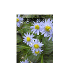 花だよ(笑)（個別スタンプ：7）