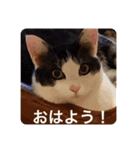 僕、サブローです（個別スタンプ：1）