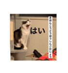 僕、サブローです（個別スタンプ：3）