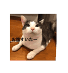 僕、サブローです（個別スタンプ：4）