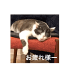 僕、サブローです（個別スタンプ：6）