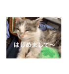 僕、サブローです（個別スタンプ：7）