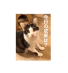 僕、サブローです（個別スタンプ：10）