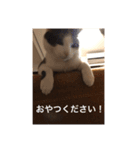 僕、サブローです（個別スタンプ：12）