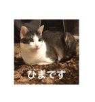 僕、サブローです（個別スタンプ：13）