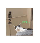 僕、サブローです（個別スタンプ：15）