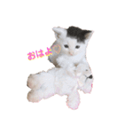 預かり保護猫ちゃん♡（個別スタンプ：1）