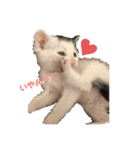 預かり保護猫ちゃん♡（個別スタンプ：2）