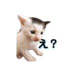預かり保護猫ちゃん♡（個別スタンプ：3）