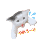 預かり保護猫ちゃん♡（個別スタンプ：4）