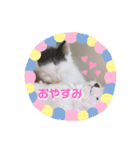 預かり保護猫ちゃん♡（個別スタンプ：6）