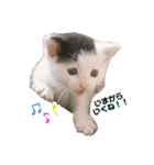 預かり保護猫ちゃん♡（個別スタンプ：7）