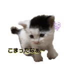 預かり保護猫ちゃん♡（個別スタンプ：8）
