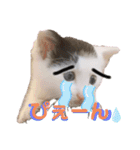 預かり保護猫ちゃん♡（個別スタンプ：9）