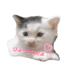 預かり保護猫ちゃん♡（個別スタンプ：10）