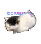 預かり保護猫ちゃん♡（個別スタンプ：11）