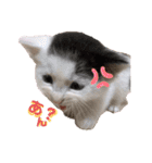 預かり保護猫ちゃん♡（個別スタンプ：12）