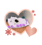 預かり保護猫ちゃん♡（個別スタンプ：13）