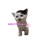 預かり保護猫ちゃん♡（個別スタンプ：15）
