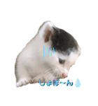 預かり保護猫ちゃん♡（個別スタンプ：16）