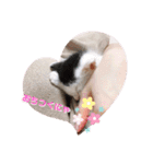 預かり保護猫ちゃん♡（個別スタンプ：17）