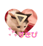 預かり保護猫ちゃん♡（個別スタンプ：19）