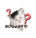 預かり保護猫ちゃん♡（個別スタンプ：20）