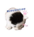 預かり保護猫ちゃん♡（個別スタンプ：21）