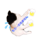 預かり保護猫ちゃん♡（個別スタンプ：22）