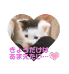 預かり保護猫ちゃん♡（個別スタンプ：23）